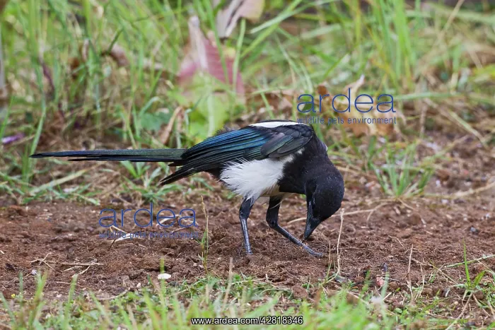 : Magpie - preening using ants - anting : Magpie - preening using ants - anting