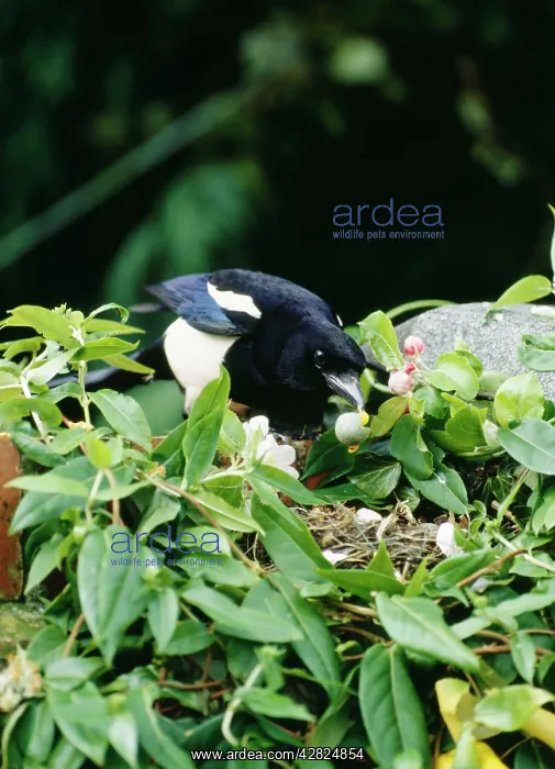 : Magpie - Robbing Blackbird nest : Magpie - Robbing Blackbird nest