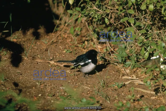 : Magpie Robin : Magpie Robin