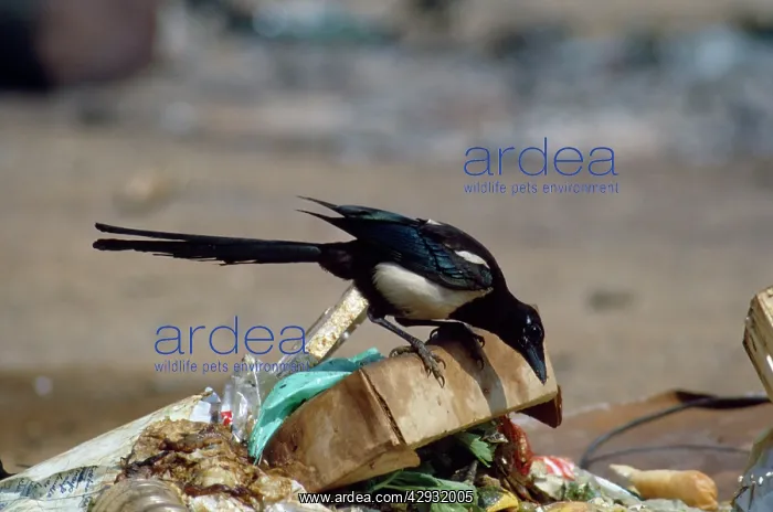 : MAGPIE - on rubbish tip : MAGPIE - on rubbish tip