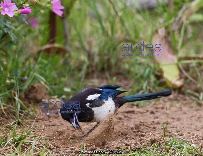 : Magpie - searching for ants : Magpie - searching for ants