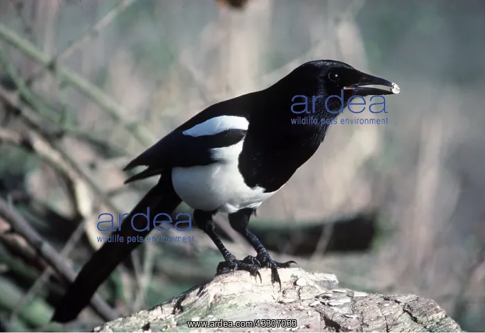 : MAGPIE - with shiny object in beak : MAGPIE - with shiny object in beak