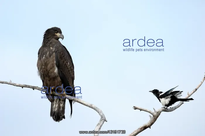  : Magpie shouting at Fish Eagle