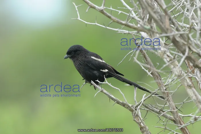: Magpie Shrike : Magpie Shrike