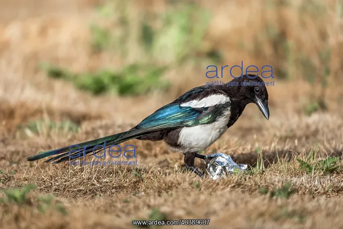 : Magpie - With Silver Foil - UK : Magpie - With Silver Foil - UK