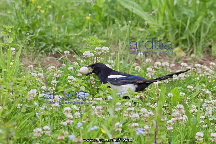 : Magpie - stealing Pheasant egg : Magpie - stealing Pheasant egg