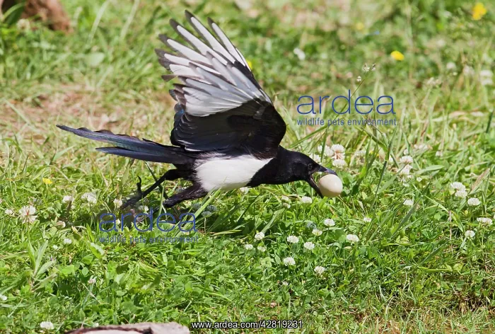 : Magpie - stealing Pheasant egg : Magpie - stealing Pheasant egg