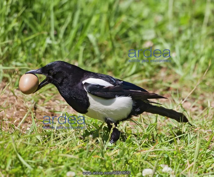 : Magpie - stealing pheasants egg : Magpie - stealing pheasants egg