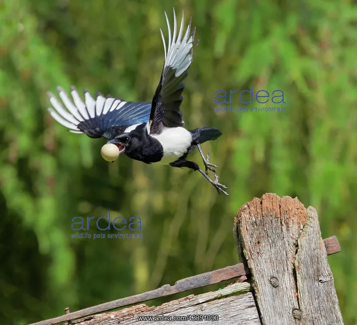 : Magpie - stealing pheasants egg - in flight : Magpie - stealing pheasants egg - in flight