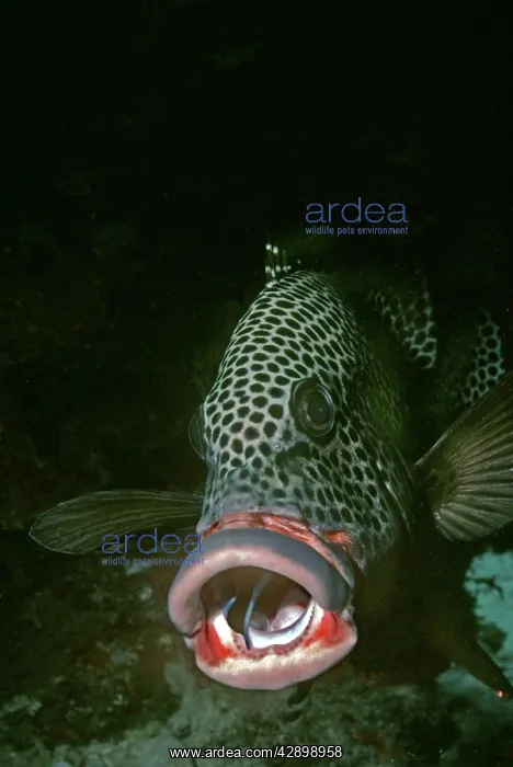 : Magpie Sweetlip, cleaner wrasse (Labroides dimidiatus) : Magpie Sweetlip, cleaner wrasse (Labroides dimidiatus)