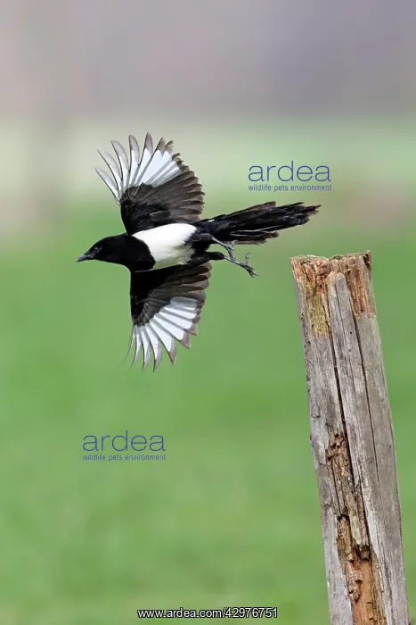: Magpie - in take-off flight : Magpie - in take-off flight