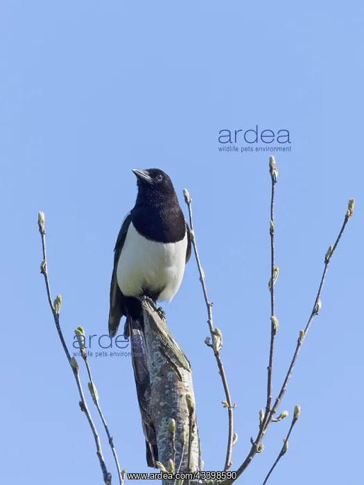 : Magpie - taking flight from roof : Magpie - taking flight from roof