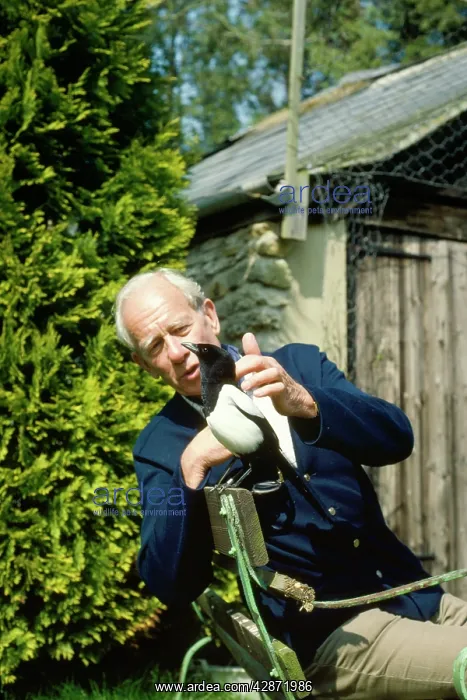 : Magpie - a tame wild Magpie with man : Magpie - a tame wild Magpie with man