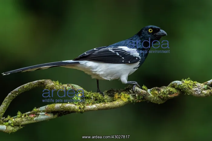 : Magpie Tanager, Atlantic Forest, Sao Paulo, Brazil : Magpie Tanager, Atlantic Forest, Sao Paulo, Brazil