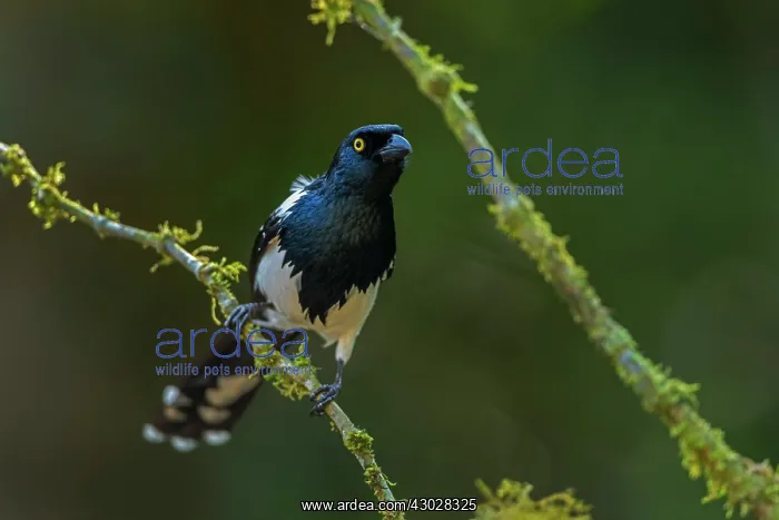 : Magpie Tanager, Atlantic Forest, Sao Paulo, Brazil : Magpie Tanager, Atlantic Forest, Sao Paulo, Brazil