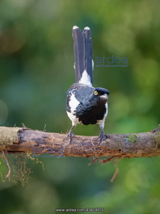 : Magpie Tanager Cissopis leverianus Atlantic Forest : Magpie Tanager Cissopis leverianus Atlantic Forest
