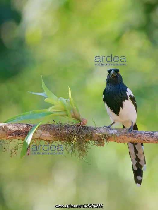 : Magpie Tanager Cissopis leverianus Atlantic Forest : Magpie Tanager Cissopis leverianus Atlantic Forest