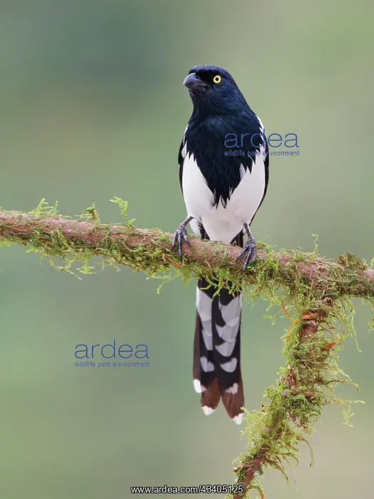 : Magpie Tanager Cissopis leverianus Atlantic Forest : Magpie Tanager Cissopis leverianus Atlantic Forest
