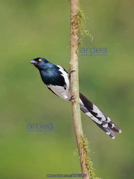 : Magpie Tanager Cissopis leverianus Atlantic Forest : Magpie Tanager Cissopis leverianus Atlantic Forest