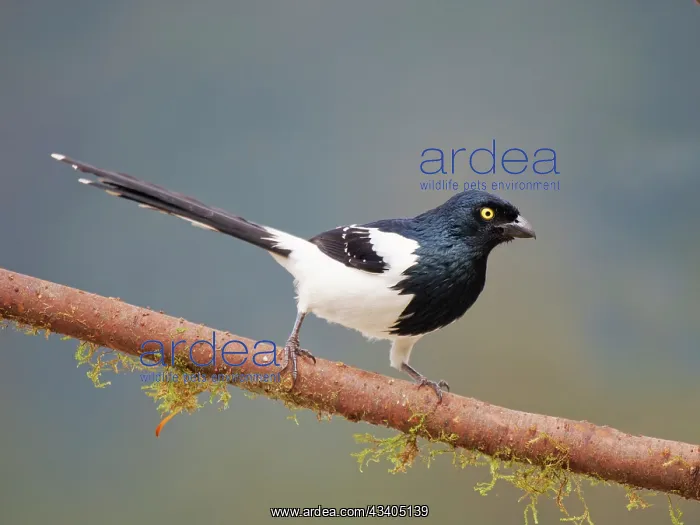 : Magpie Tanager Cissopis leverianus Atlantic Forest : Magpie Tanager Cissopis leverianus Atlantic Forest