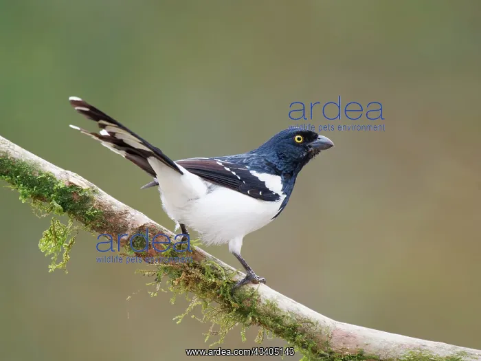 : Magpie Tanager Cissopis leverianus Atlantic Forest : Magpie Tanager Cissopis leverianus Atlantic Forest