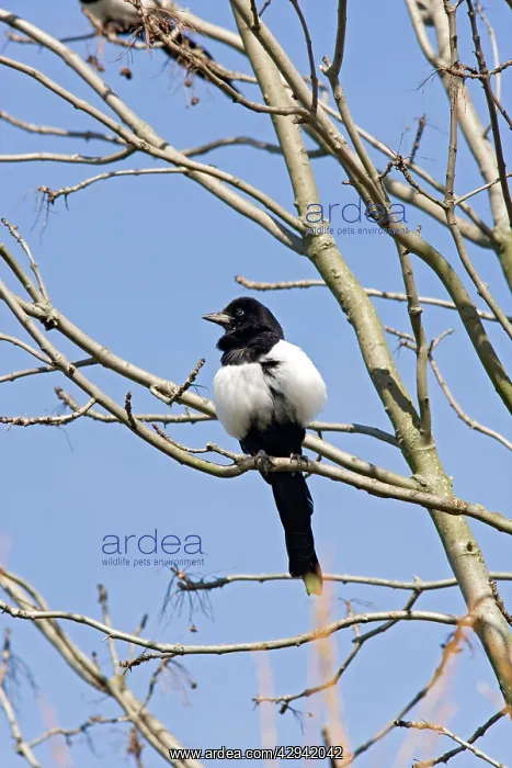 : Magpie - in tree against sky : Magpie - in tree against sky