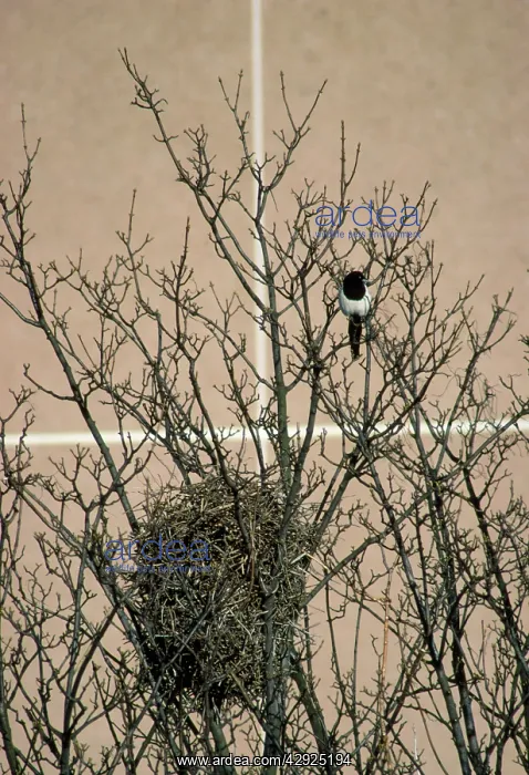 : Magpie - urban nest site : Magpie - urban nest site