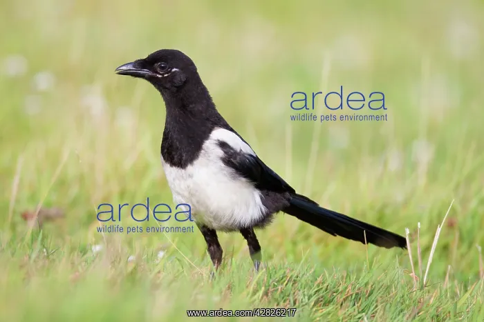 : Magpie - young : Magpie - young