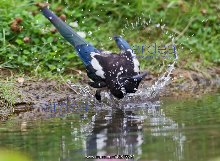 : Magpie - youngster bathing : Magpie - youngster bathing