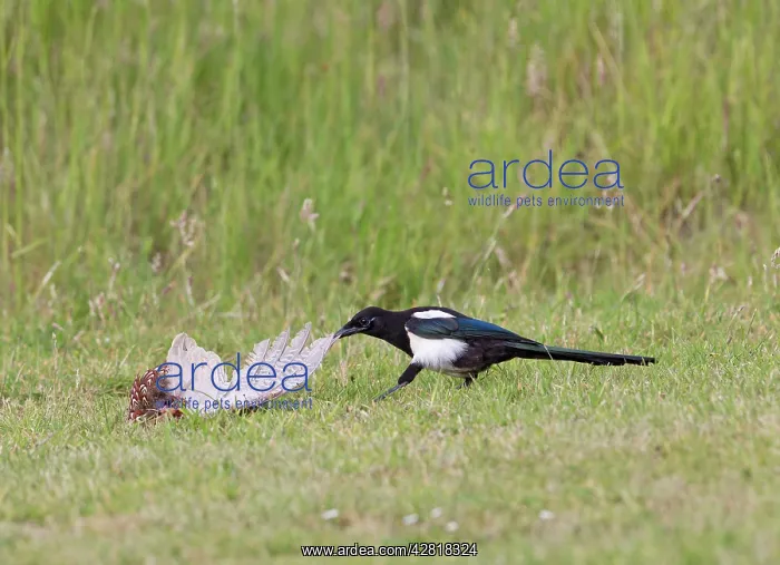 : Magpie - youngster feeding on Pheasant in meadow : Magpie - youngster feeding on Pheasant in meadow