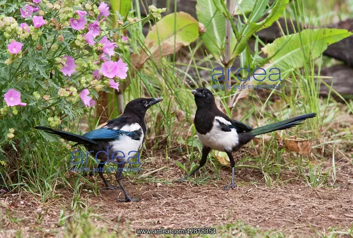 : Magpie - youngsters feeding on ants : Magpie - youngsters feeding on ants