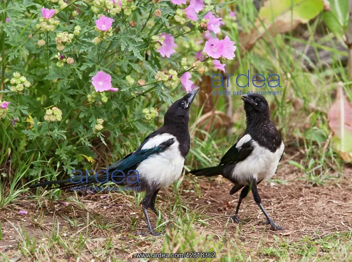 : Magpie - youngsters interacting in garden : Magpie - youngsters interacting in garden