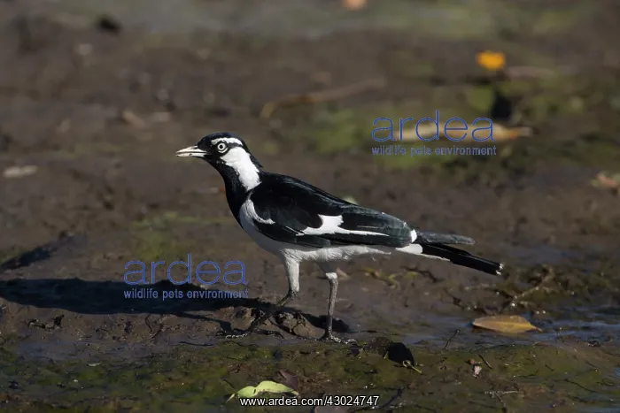 : Magpielark A male at the edge of a shallow pool Peppi : Magpielark A male at the edge of a shallow pool Peppi