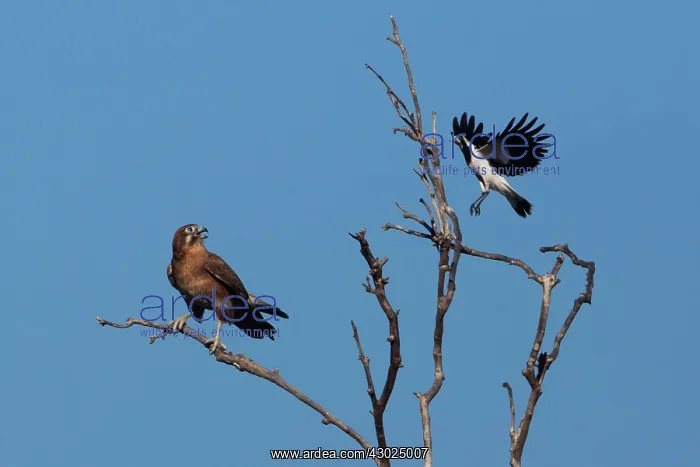 : Magpielark A male magpielark hassling a Brown Falcon : Magpielark A male magpielark hassling a Brown Falcon