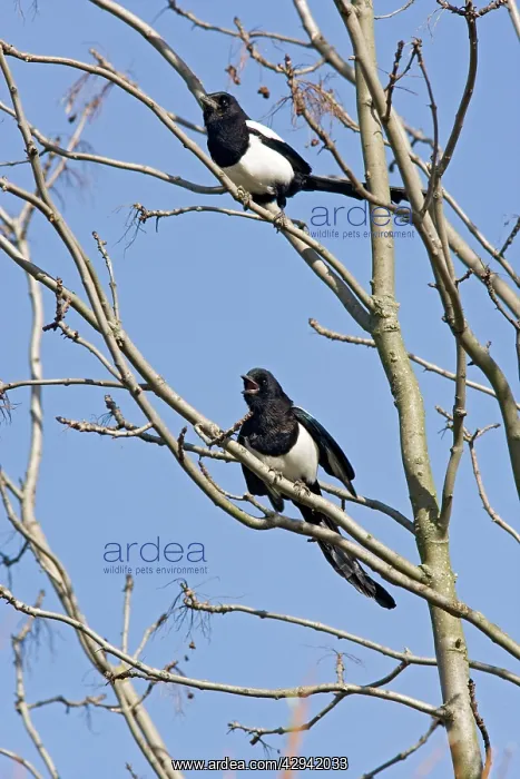 : Magpies - 2 in tree against sky : Magpies - 2 in tree against sky