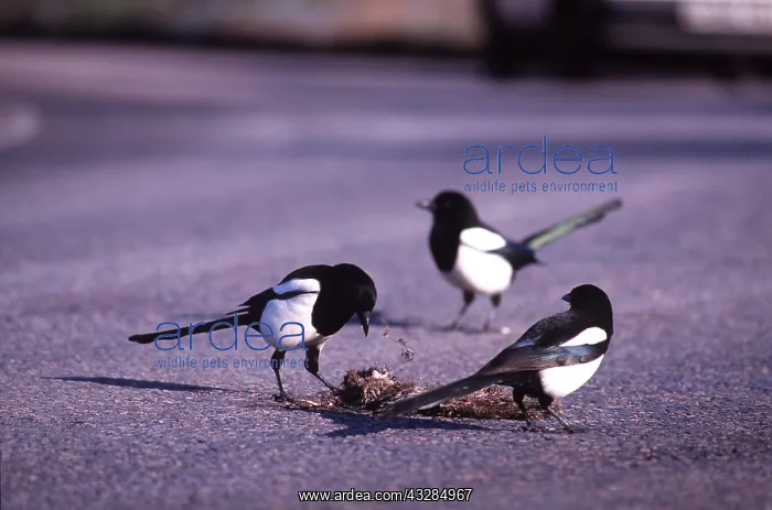 : MAGPIES - at road carcass : MAGPIES - at road carcass