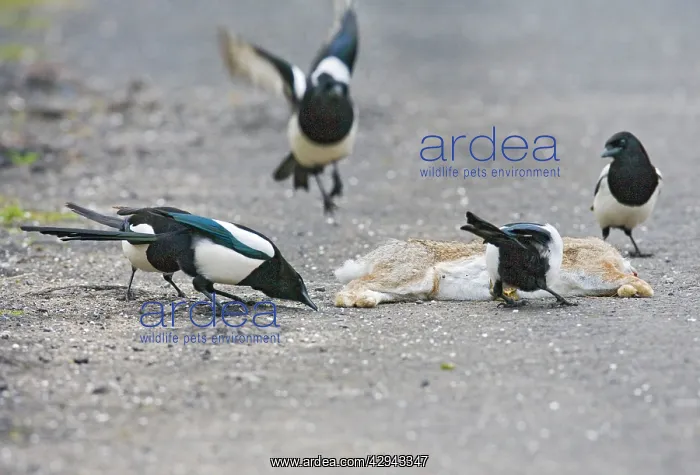  : Magpies - on roadkill rabbit