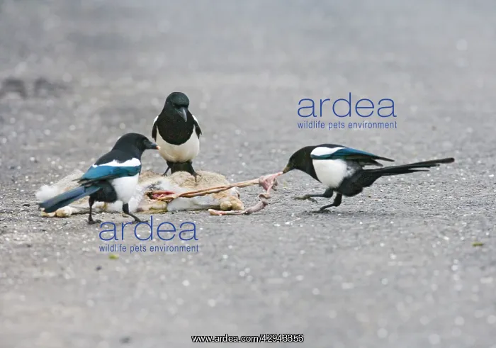 : Magpies - on roadkill rabbit : Magpies - on roadkill rabbit