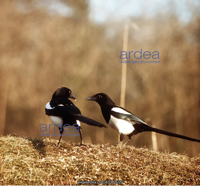 : MAGPIES - x two : MAGPIES - x two