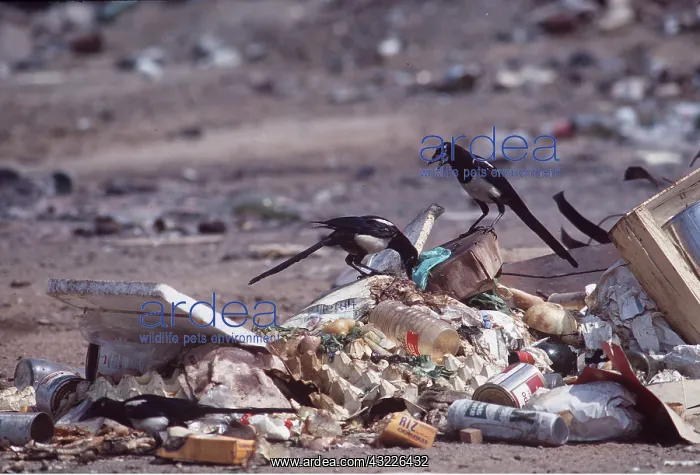 : MAGPIES - x two, on rubbish tip : MAGPIES - x two, on rubbish tip
