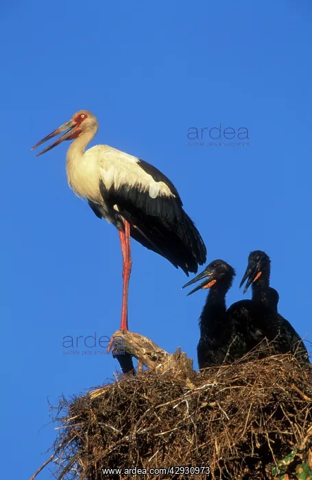 : Maguari Stork - at nest with two young : Maguari Stork - at nest with two young
