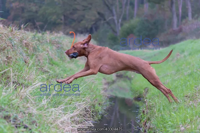 : Magyar Vizsla - dog jumping over a ditch - Germany : Magyar Vizsla - dog jumping over a ditch - Germany
