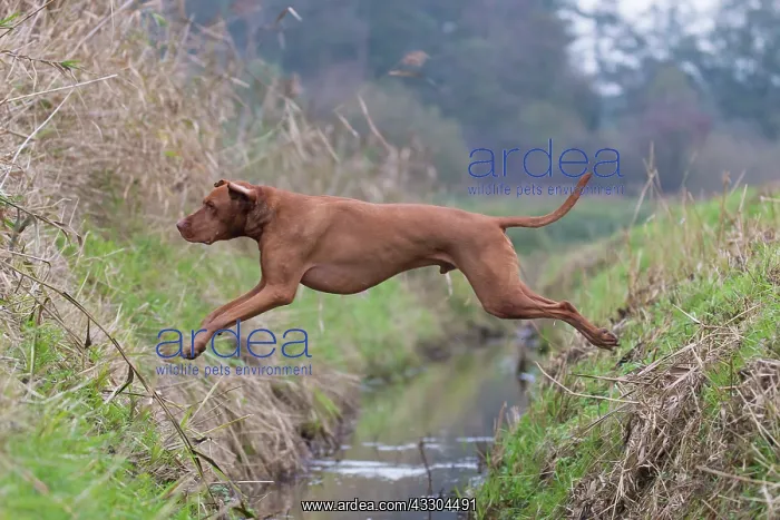  : Magyar Vizsla - dog jumping over a ditch - Germany