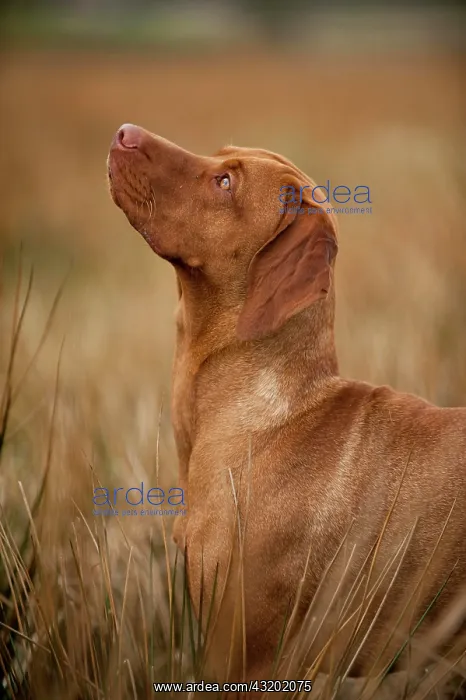 : Magyar Vizsla dog on a meadow : Magyar Vizsla dog on a meadow