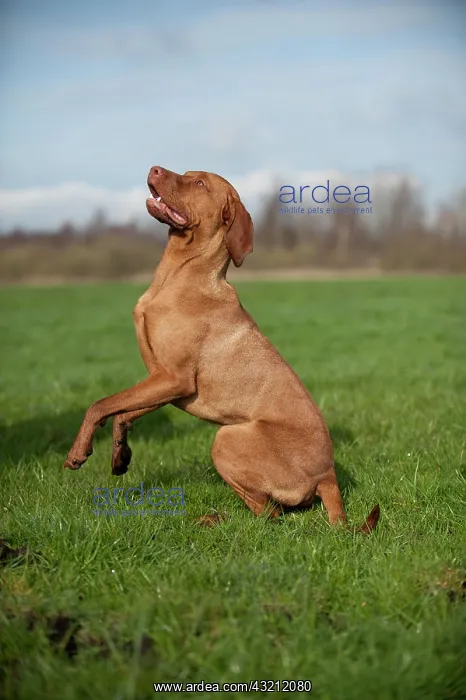 : Magyar Vizsla dog on a meadow : Magyar Vizsla dog on a meadow