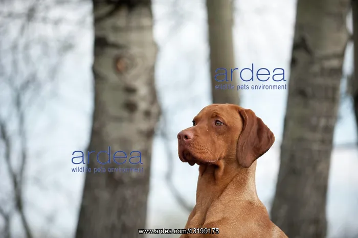 : Magyar Vizsla dog, portrait : Magyar Vizsla dog, portrait