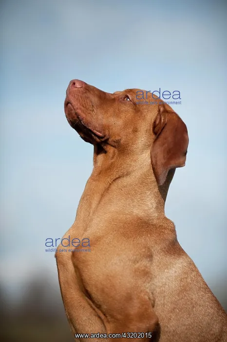 : Magyar Vizsla dog, portrait : Magyar Vizsla dog, portrait