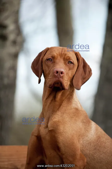 : Magyar Vizsla dog, portrait : Magyar Vizsla dog, portrait