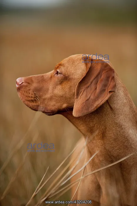 : Magyar Vizsla dog, portrait : Magyar Vizsla dog, portrait
