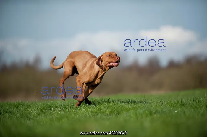 : Magyar Vizsla dog running across a meadow : Magyar Vizsla dog running across a meadow
